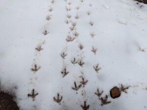 Turkey tracks