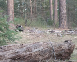 Turkey and a turkey decoy